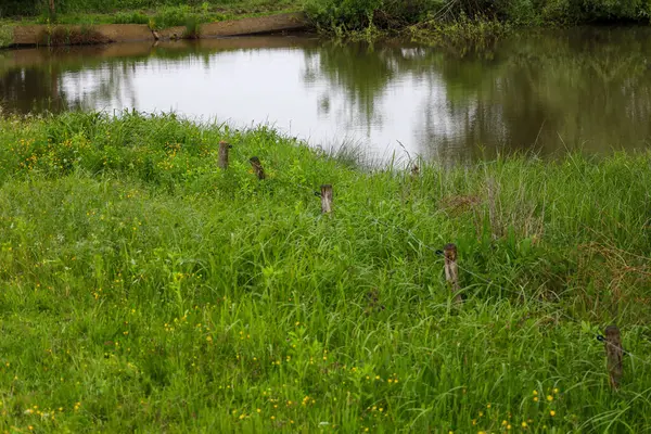 Bu doğal sahne, küçük bir su kütlesinin aşırı büyümüş bir bankasını betimliyor. Yeşil çimenler ve kır çiçekleri manzaralı bir ön plan oluştururken, sakin su çevredeki bitki örtüsünü yansıtıyor..