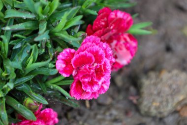 Yeşil yaprakların arasında büyüyen yapraklarının üzerinde çiy damlaları olan canlı pembe karanfillerden oluşan yakın plan bir fotoğraf. Bu fotoğraf yağmurdan sonraki çiçeklerin tazeliğini ve güzelliğini aktarır. Bahar ya da yaz kompozisyonları için idealdir..