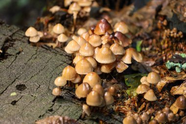 Küçük mantarlardan oluşan bir koloni, eski bir kütük ve orman zemininde büyüyen ve dinamik bir doğal mikro evren yaratan tasvir edilir. Bu sahne, ormanlık alandaki güzelliği ve çürümeyi yansıtıyor..