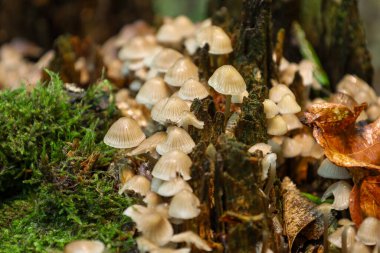 Düşen odun ve yosun üzerinde küçük mantarların koloniler halinde yetiştiği doğal bir orman manzarası zengin bir doku yaratıyor. Bu makro çekim biyolojik bozulmanın ve yaşam döngüsünün detaylarını yakalar..