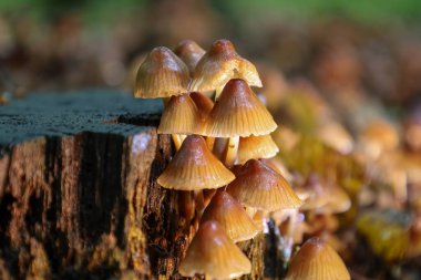 Eski bir kütük üzerinde büyüyen zengin orman mantarları dokuları ve hafif aksanları ön plana çıkarıyor. Bu doğal fenomen, ormanlık bir çevrede güzelliği ve çürümeyi taşır..
