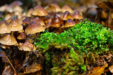 Bir grup orman mantarı ve canlı yosun detaylı ve canlı bir doğal manzara yaratır. Bu kompozisyon orman tabanındaki dokuların ve renklerin zenginliğini gösteriyor.