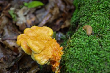 Canlı bir turuncu-sarı mantar, bir sümüklüböceğin yanında, yosun kaplı bir kütükten çıkar. Bu sahne orman yaşamının ve doğal renklerin dinamiklerini gösteriyor..