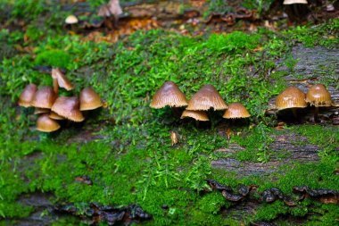 Rutubetli yosun ve ahşap üzerinde büyüyen orman mantarları büyülü bir atmosfer yaratır. Bu doğal bileşim orman tabanının canlı renklerini ve dokularını gösteriyor..