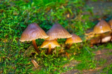 Bu makro fotoğraf, bir yosun kaplı ağaç veya kütük üzerinde büyüyen kahverengi başlıklı ve ışık saplı küçük mantar kümesini gösteriyor. Canlı yeşil yosun ve mantarların karmaşık ayrıntıları ormanın küçük evrenini vurguluyor..