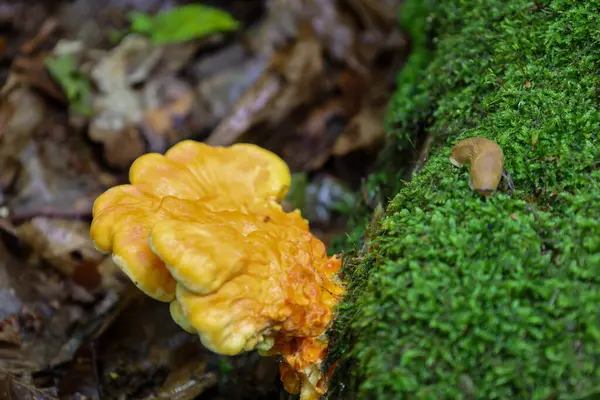 Canlı bir turuncu-sarı mantar, bir sümüklüböceğin yanında, yosun kaplı bir kütükten çıkar. Bu sahne orman yaşamının ve doğal renklerin dinamiklerini gösteriyor..