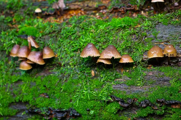 Rutubetli yosun ve ahşap üzerinde büyüyen orman mantarları büyülü bir atmosfer yaratır. Bu doğal bileşim orman tabanının canlı renklerini ve dokularını gösteriyor..