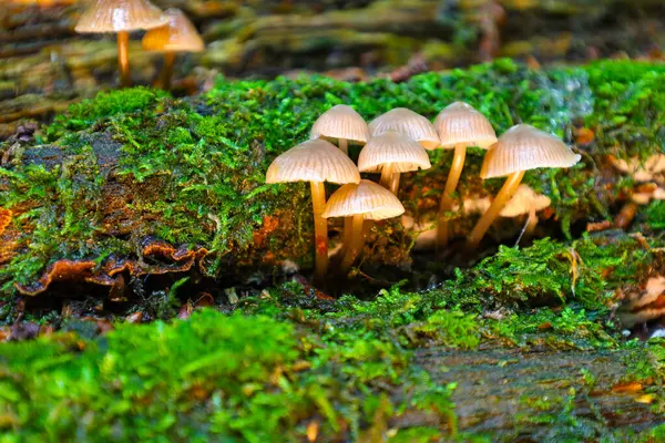 Bu makro fotoğraf, parlak yeşil yosunların ahşap bir yüzeyi kapladığı açık renk başlık ve saplı küçük mantar kümesini gösteriyor. Detaylı görüntü orman tabanının canlı mikro evrenini aktarıyor..