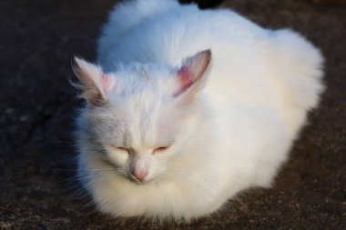 Pembe kulakları ve gözleri kapalı, güneşte güneşlenen tüylü beyaz bir kedi, karanlık bir yüzeyde uzanıyor. İğne, hayvanın sakinliğini ve rahatlığını aktarıyor. Evcil hayvan teması için ideal..