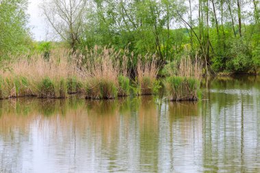 Uzun kamışlı gruplar ya da sarımsı kızıl yüzgeçli otlar yeşil bitki örtüsü ve gökyüzünün bulanık arka planına karşı suda büyürler..