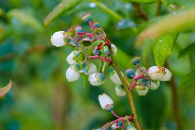 Çiçek açmış çalılık yaban mersini çiçekleri, narin beyaz çanları ve pembemsi kırmızı saplarıyla bulanık yeşil bir arka planda öne çıkıyor. Bu makro görüntü, doğal dünyanın lezzetini ve olgunlaşma mevsiminin başlangıcını aktarır..