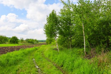 Dolambaçlı toprak bir yol, beyaz bulutlu mavi gökyüzünün altında, huş ağaçları ve diğer orman bitkileriyle çevrili, parlak yeşil bir tarlayı kesiyor..
