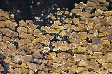 Genişletilmiş bir çekim, eski bir ağacın veya kütüğün yüzeyini yoğun bir şekilde kaplayan sarı-kahverengi mantar kolonisini gösterir. Bu organik doku bize biyolojik çeşitliliği ve doğanın döngüsel doğasını hatırlatan doğal bir şablon oluşturuyor..