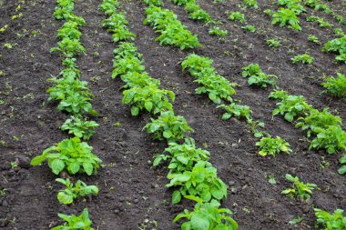 Genç patates çalıları güvenli bir şekilde kara toprakta yetişerek tarımsal arazinin düzenli bir modelini oluştururlar. Canlı yeşil yapraklar sağlıklı bir gelişim ve gelecekteki potansiyel hasat gösteriyor. Bu da çiftçinin bakımını yansıtıyor..