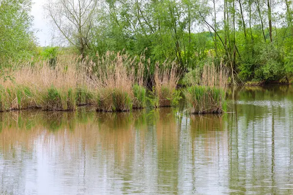 Uzun kamışlı gruplar ya da sarımsı kızıl yüzgeçli otlar yeşil bitki örtüsü ve gökyüzünün bulanık arka planına karşı suda büyürler..