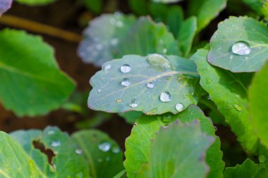 Yüzeyinde pırıl pırıl çiy veya yağmur damlacıkları olan yeşil yaprakların yakın çekimi doğanın tazeliğini ve saflığını vurguluyor. Görüntü yaprakların hidrofobik özelliklerini gösteriyor, ilginç bir doku ve ışık oyunu yaratıyor..