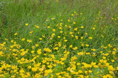 Parlak sarı düğün çiçekleri ve uzun yeşil otlarla kaplı bir çayır neşeli bir yaz kompozisyonu yaratır. Bu manzara bir tazelik ve doğal güzellik hissi veriyor, sizi alan hayatının basitliğinin tadını çıkarmaya çağırıyor..