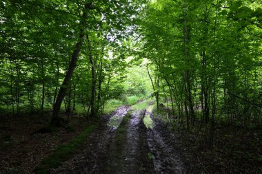 Su birikintileriyle dolu çamurlu bir orman yolu, canlı yeşil yapraklarla dolu sık ağaçların arasından geçerek gizem ve sükunet ortamı yaratır..
