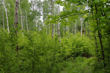 Yoğun çalılıkları ve canlı yeşil yaprakları olan genç bir huş ağacı ağacı taze ve dinamik bir orman manzarası yaratır. Beyaz huş gövdeleri yeşil zemine karşı duruyor, vahşi doğanın güzelliğini vurguluyor..
