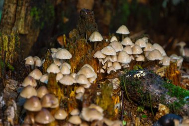 Hafif mantarlı çok sayıda küçük mantar eski, çürüyen bir kütük üzerinde yoğun bir şekilde büyür ve dinamik bir orman bileşimi oluşturur. Doğanın yaşam döngüsünü ve biyolojik çeşitliliğin zenginliğini vurguluyorlar..