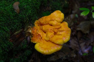 Yosun kaplı bir kütükte büyüyen canlı sarı bir mantar ormanda çarpıcı bir kontrast yaratır. Benzersiz şekli ve zengin rengi dikkat çekerek doğal manzaraya parlak renkler ekliyor. Bu organizma vahşi doğanın harika bir örneği..