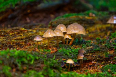 İnce gövdeleri üzerinde belirgin kahverengi şapkaları olan nadir bir grup mantar, yosunlu ağaç gövdesinde yetişir. Bu resim ormanın küçük evreninin gizemini ve doğadaki yaşamın döngüsel doğasını aktarır..