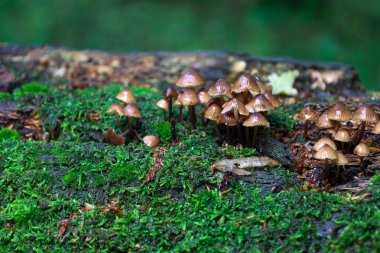 Yosun kaplı bir ağaçta yetişen orman mantarlarının çekici bir görüntüsü kahverengi şapkalarını ve narin saplarını sergiliyor. Bu sahne, her elementin ekosistemde bir yeri olduğu ormanın küçük evreninin doğal güzelliğini aktarır..