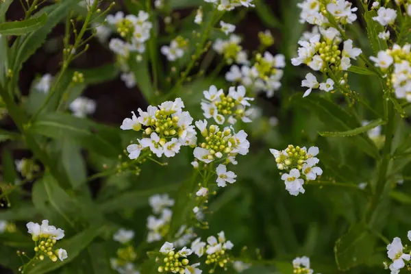 Narin yaprakları olan bir sürü küçük beyaz çiçek yeşil yapraklar arasında yoğun bir şekilde açar ve bir bahar kompozisyonu oluşturur. Yaban çiçeklerinin kırılgan güzelliğini ve bahar salonunun zenginliğini vurguluyorlar. Bu makro çekim doğanın canlılığını yansıtıyor.