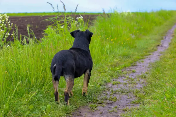 Uzun yeşil çimlerle çevrili ıslak toprak bir yolda duran siyah bir köpek, uzaklığa bakıyor. Kırsal alanda bir beklenti ve macera duygusu yaratıyor. Bu çekim, doğanın sakin bir atmosferini taşır..