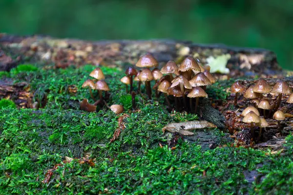 Yosun kaplı bir ağaçta yetişen orman mantarlarının çekici bir görüntüsü kahverengi şapkalarını ve narin saplarını sergiliyor. Bu sahne, her elementin ekosistemde bir yeri olduğu ormanın küçük evreninin doğal güzelliğini aktarır..