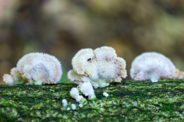 Yumuşak, kabarık, açık renkli mantarlar, yosun kaplı ağaç gövdesinde büyür ve orman mikro florasının makro görüntüsünü oluşturur. Görüntü, doğa, orman ve biyolojik çeşitlilik temaları için ideal olan mantarların kırılganlığını ve detaylarını vurgular..