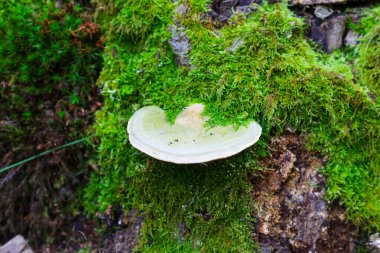 Parlak yeşil yosunlarla kaplı bir ağaç gövdesinde büyüyen bir mantar orman ekosisteminin detaylı bir makro görüntüsünü oluşturur. Bu resim doğal dokuları, biyolojik çeşitliliği ve doğadaki bozulma sürecini vurgular..