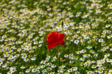 Canlı kırmızı bir gelincik, beyaz ve sarı bir papatya tarlasının ortasında dikiliyor ve zıt ve pitoresk bir yaz manzarası oluşturuyor. Bu resim Ukrayna 'nın güzelliğini ve bitmeyen çiçek tarlalarını simgeliyor..