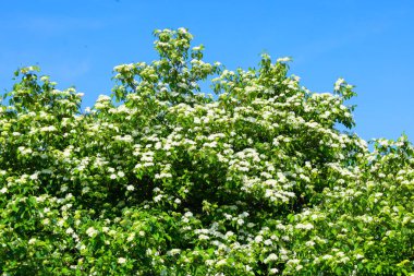 Parlak mavi gökyüzüne karşı sayısız beyaz kızılötesi ışıl ışıl çalı taze ve neşeli bir görüntü oluşturur. Bu, ilkbahar veya yaz atmosferini, doğanın güzelliğini ve yenilenmesini aktarmak için ideal bir görüntü..