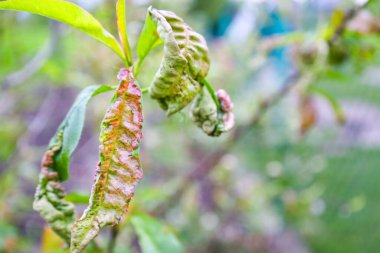 Bir ağaç dalı, bulanık yeşil alan arkaplanına karşı deforme veya hastalıklı görünen alışılmadık kırmızımsı yeşil yapraklar sergiler. Bu görüntü doğadaki ya da bitki hastalıklarındaki anormallikleri vurgular..