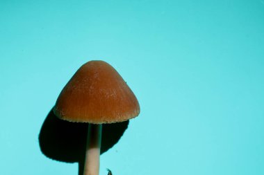 Kahverengi konik kapaklı ve ışık saplı yalnız bir mantar açık mavi bir arkaplan üzerine kurulur ve bu açık bir gölge oluşturarak görsel bir aksan oluşturur. Bu minimalist görüntü formun basitliğini ve canlı bir renk kontrastını vurgular..