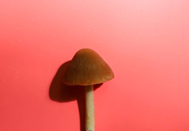 Kahverengi konik şapkalı ve ışık saplı bir mantar canlı pembe bir zemin üzerinde duruyor. İlginç bir görsel efekt yaratan farklı bir gölge oluşturuyor.. 