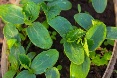 Yapraklarının üzerinde çiy damlaları olan yumuşak salatalıklar toprakta yetişiyor ve gelecekteki hasat vaadinde bulunuyor. Bu çekim yeni bir başlangıcı ve hayatın büyümesini simgeliyor..