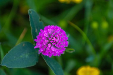Yeşil çimlerin arasında, parlak pembe yonca çiçeği. Makro fotoğrafçılık, çiçeğin yapısını ve hassas taç yapraklarını anlatır. Bir yaz tarlasının doğal güzelliğini ve tazeliğini aktarır..