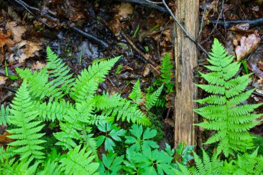 Düşen yaprakların ve kuru dalların da görülebildiği nemli bir orman zeminine yayılmış yemyeşil eğreltiotu ve diğer bitkiler. Bu sahne yağmur sonrası ormanlık alandaki zengin biyolojik çeşitliliği yansıtır..