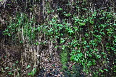 Topraksı bir toprak seti çeşitli bitkilerle kaplıdır, canlı yeşil otlar ve yapraklardan kuru yapraklara kadar uzanır. Bu doğal duvar orman bitkilerinin dayanıklılığını ve çeşitliliğini gösteriyor..