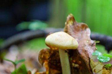 Yumuşak doğal ışıkla aydınlatılmış soluk bir mantar kapağı orman zemininden dökülen yaprakların arasından çıkar. Bu narin bitki örtüsü ormanın kırılgan güzelliğini gözler önüne seriyor..