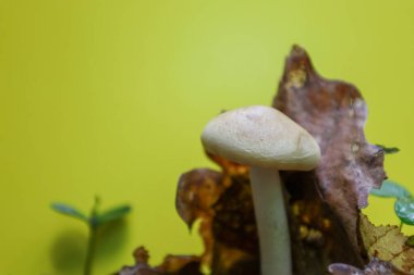 Düşen yaprakların altından parlak sarı bir arka plana bakan küçük bir mantar gerçeküstü ama doğal olmayan bir bileşim oluşturuyor..