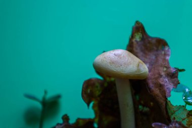 Düşen yaprakların arasında duran küçük bir mantar, ormanın küçük evrenini ve doğal bozulma süreçlerini sembolize ediyor. Parlak bir turkuaz arka plana karşı mütevazı görünüşü doğanın gizemini vurguluyor..