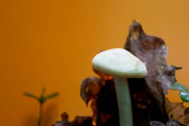 Düşen yaprakların altında yetişen küçük bir mantar zengin turuncu arka planda sıcak bir sonbahar kompozisyonu oluşturur. Ormanın gizli güzelliğini ve hayatın döngüsel doğasını sembolize eder..