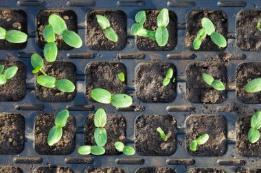 Genç yeşil fideler, organik ekimi ve gelecekteki hasat hazırlıklarını sembolize eden tepsilere güzelce ekilir. Bu resim tarımsal çalışmaların ve çevre bakımının aşamalarını iletir..