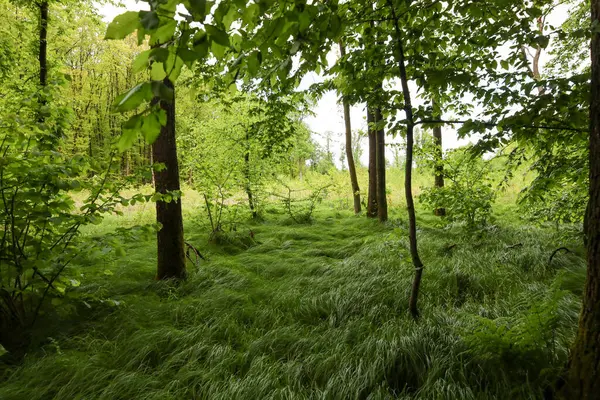 Uzun ağaçların gür yeşil çimlerden oluşan gür bir halı oluşturduğu sakin bir orman köşesi. Parlak yeşillik bir sükunet ve sükunet hissi uyandırıyor..