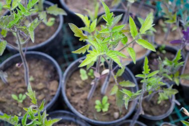 Plastik saksılardaki küçük fideler ekime hazırlanıyor, yeni bir hasat ve gelecek bakımını sembolize ediyorlar. Yeşillikleri, tarım alanında bereketli bir hasat için tazelik ve umut vaat ediyor..