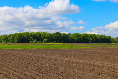 Verimli toprağın ekilmeye hazır olduğu uçsuz bucaksız bir tarla, zengin bir hasat vaat ediyor. Ufukta yoğun bir orman uzanır ve parlak mavi gökyüzü altında ekili toprak ile vahşi doğa arasında pitoresk bir tezat yaratır..