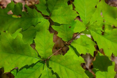 Güneş ışığı, parlak yeşil yapraklar, muhtemelen meşe, yoğun, üst üste binen bir desen oluşturur. Yakın çekim damar detaylarını ve küçük hasarları ortaya çıkarıyor, doğanın canlılık ve hassasiyetini vurguluyor..